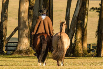 Aldo Vendramin destaca o Cavalo Crioulo funcional pela resistência e docilidade que geram resultado real.