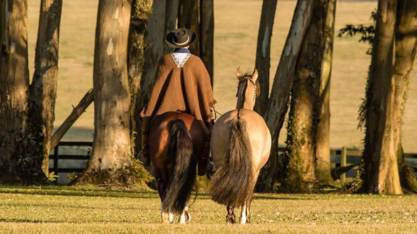 Aldo Vendramin destaca o Cavalo Crioulo funcional pela resistência e docilidade que geram resultado real.