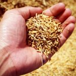 Inovação e Tecnologia Transformam a Colheita do Arroz no Campo Brasileiro