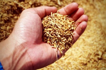 Inovação e Tecnologia Transformam a Colheita do Arroz no Campo Brasileiro