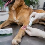 Cicapet: a Startup que Criou uma Pomada com Bioativos da Amazônia para Acelerar a Cicatrização de Pets