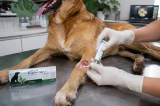 Cicapet: a Startup que Criou uma Pomada com Bioativos da Amazônia para Acelerar a Cicatrização de Pets