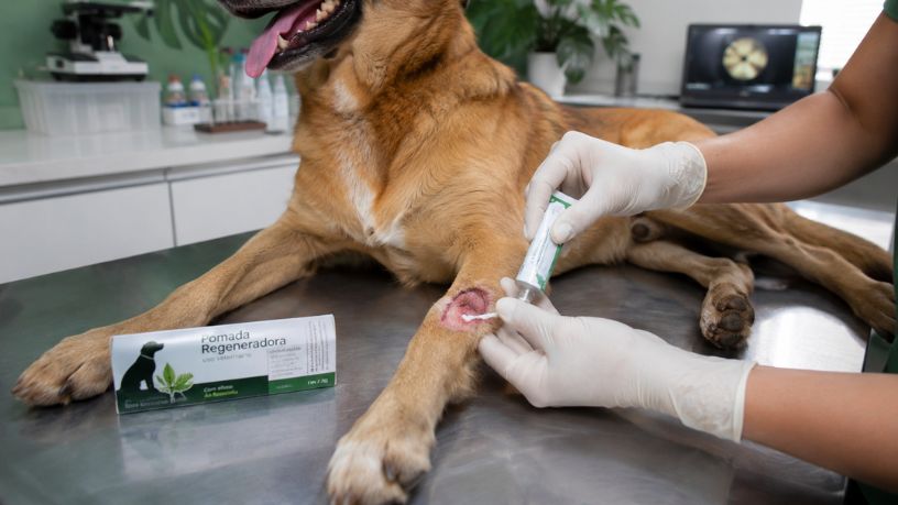 Cicapet: a Startup que Criou uma Pomada com Bioativos da Amazônia para Acelerar a Cicatrização de Pets